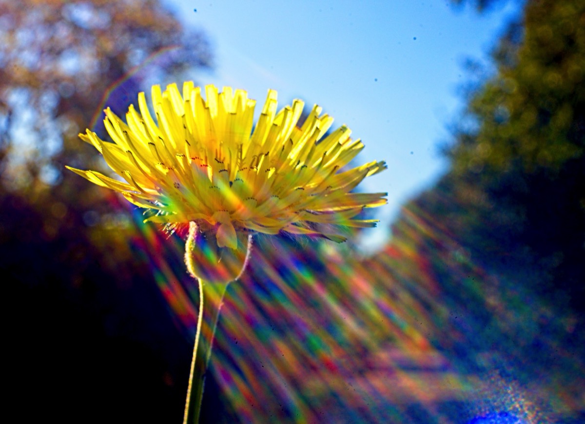 Series of images taken by Steve Cushing on Noflexar 35 f3.5 Macro and mirrorless camera using old lens and homemade adapter. 