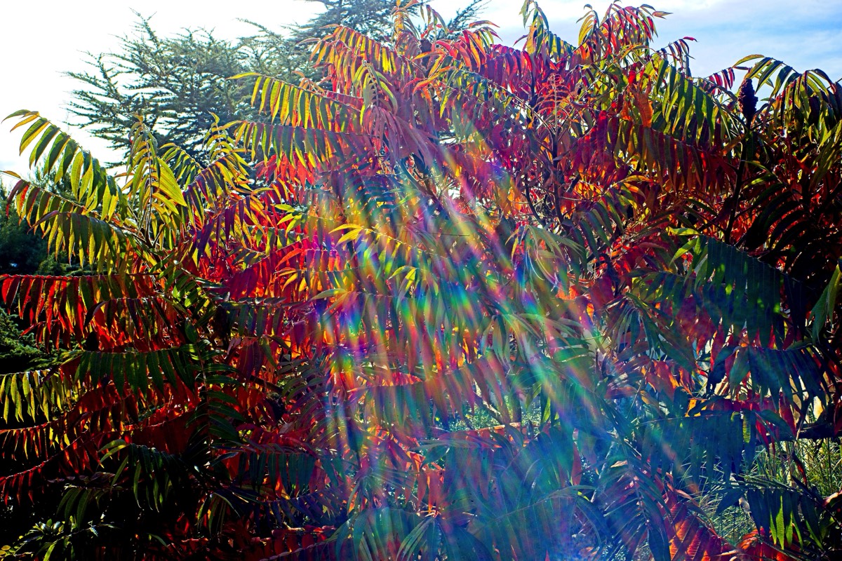 Series of images taken by Steve Cushing on Noflexar 35 f3.5 Macro and mirrorless camera using old lens and homemade adapter. 