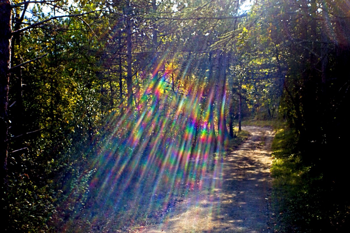 Series of images taken by Steve Cushing on Noflexar 35 f3.5 Macro and mirrorless camera using old lens and homemade adapter. 