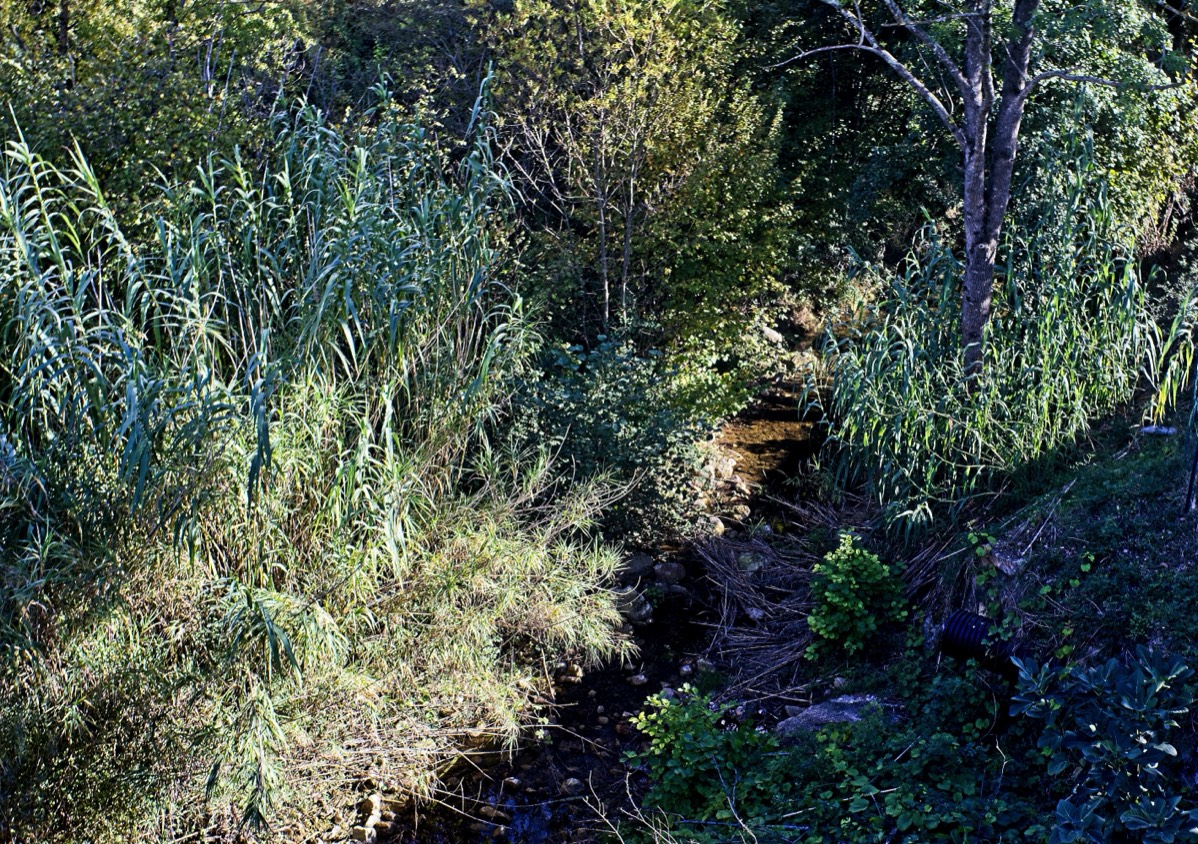 Series of images taken by Steve Cushing on Noflexar 35 f3.5 Macro and mirrorless camera using old lens and homemade adapter. 