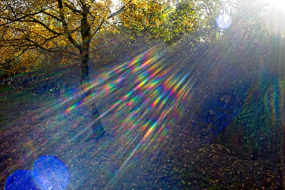 Series of images taken by Steve Cushing on Noflexar 35 f3.5 Macro and mirrorless camera using old lens and homemade adapter. 