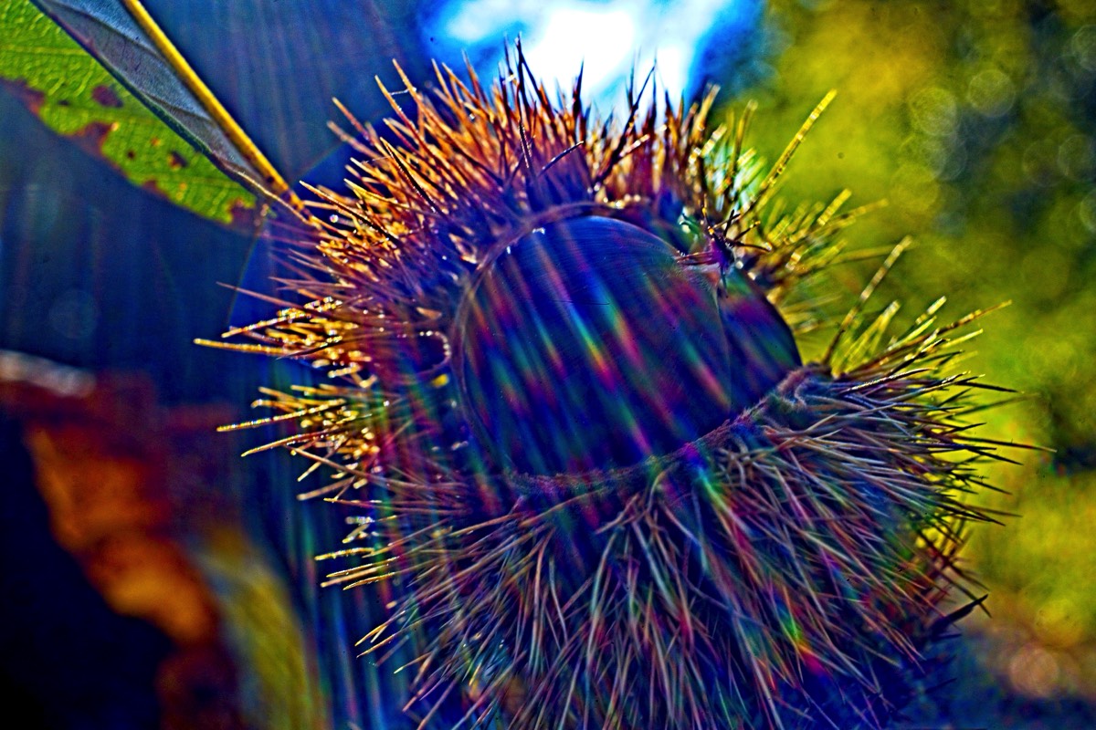 Series of images taken by Steve Cushing on Noflexar 35 f3.5 Macro and mirrorless camera using old lens and homemade adapter. 