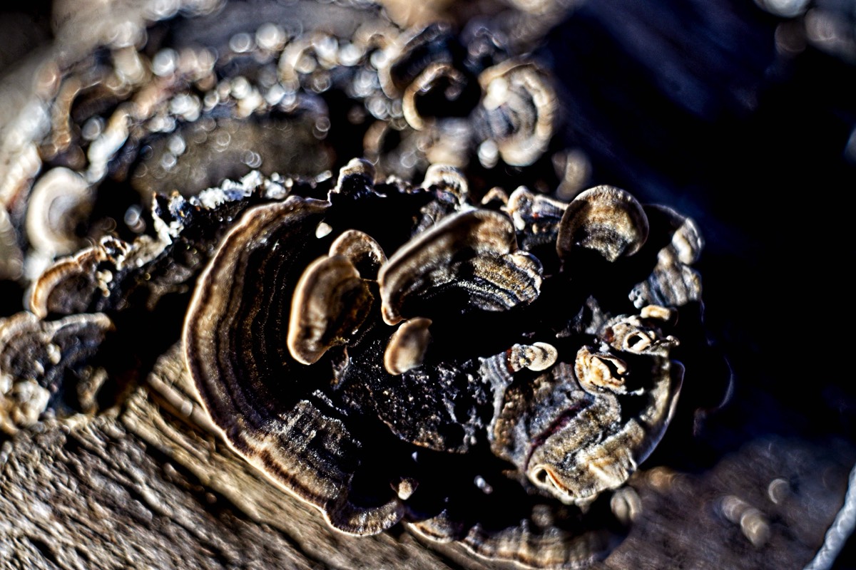 Series of images taken by Steve Cushing on Noflexar 35 f3.5 Macro and mirrorless camera using old lens and homemade adapter. 